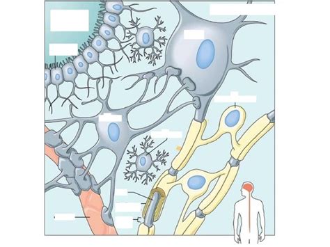 A&P Chapter 9.3 - Neuroglial Cells Diagram Diagram | Quizlet