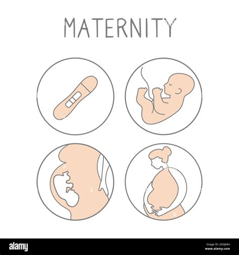 Pregnancy Icon Set Linear Simple Illustration Fertilization And