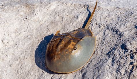 Horseshoe Crab Blue Blood Fuels Vaccine Development - Animals Around ...