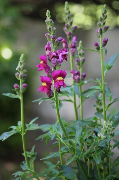 Premium Photo Antirrhinum Is A Genus Of Plants Commonly Known As