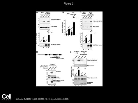 Akap Lbc Nucleates A Protein Kinase D Activation Scaffold Ppt Download