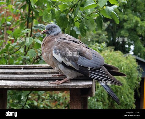 Juvenile Wood Pigeon Hi Res Stock Photography And Images Alamy