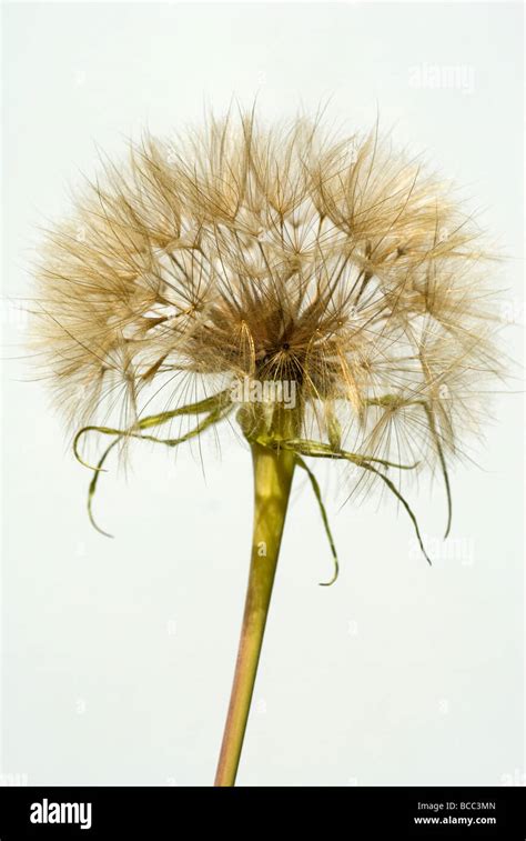 Seed Head Of The Common Salsify Plant Tragopogon Porrifolius Against A