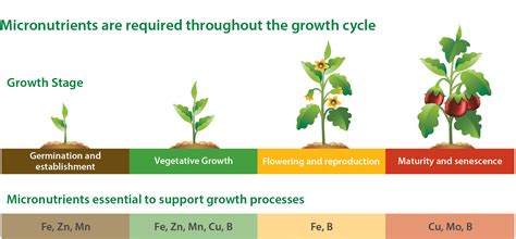 Micronutrients Fertilizer For Plants Haifa Micro Haifa Group