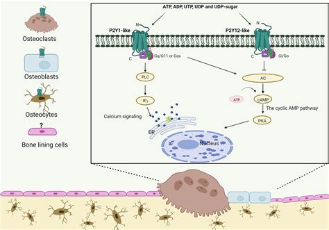 Frontiers P2Y Receptors In Bone Anabolic Catabolic Or Both