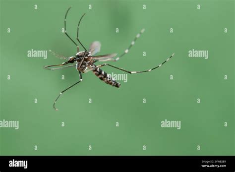 Female Of The Asian Tiger Mosquito Aedes Albopictus Flying As