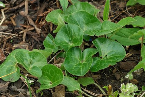 Asarum europaeum