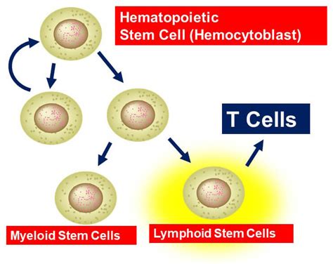 T Cell Development And Maturation Interactive Biology With Leslie Samuel