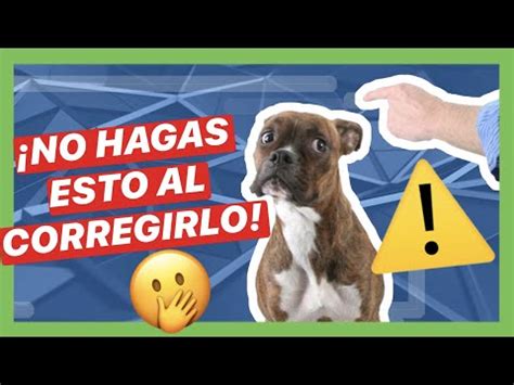 Disciplina Del Perro Golpear Y Golpear A Un Perro Funciona Perros