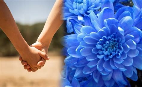 Por qué se regalan flores azules el 3 de octubre por el Día del Novio