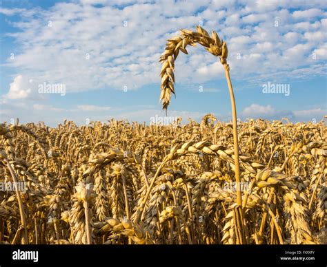 Field With Ripe Common Wheat Triticum Aestivum Under A Blue Sky In