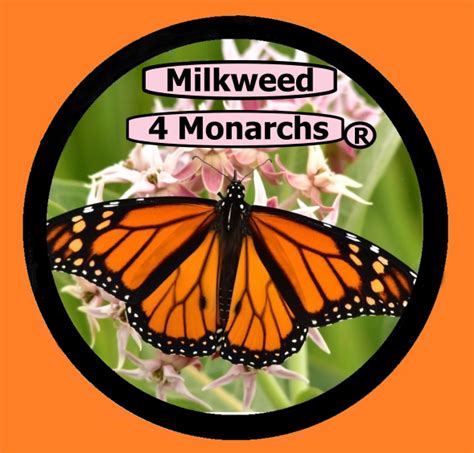 Orange Butterfly Weed Seeds Asclepias Tuberosa Milkweed 4 Monarchs