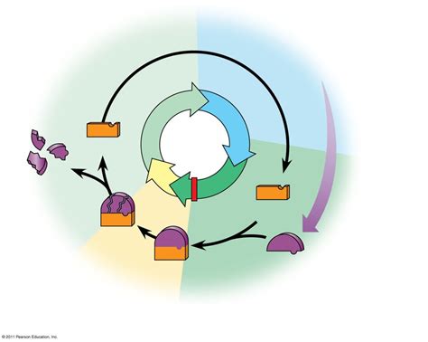 cyclin cycle diagram quizlet