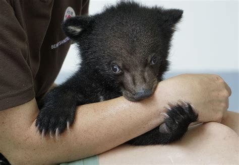 Rescue Bear Cubs Mochi, Nara and Nikko - FOUR PAWS International - Animal Welfare Organisation