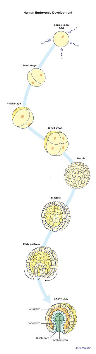 Stages Of Early Development Order And General Features Of Each - Embryogenesis - MCAT Content