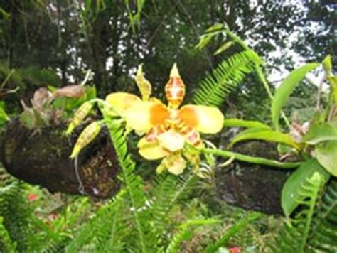 Orchids in El Salvador | Tourism in El Salvador