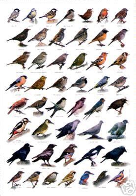 British Birds Identification Chart Wildlife Poster NEW | Bird ...