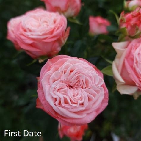 First Date Garden Spray Roses Florabundance Wholesale Flower