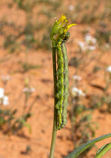 Corn Earworm Moth From Birdsville Qld 4482 Australia On August 11 2003 At 1236 Pm By Gunter