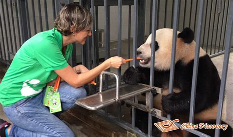 Dujiangyan Panda Volunteer Photos at Dujiangyan Panda Base