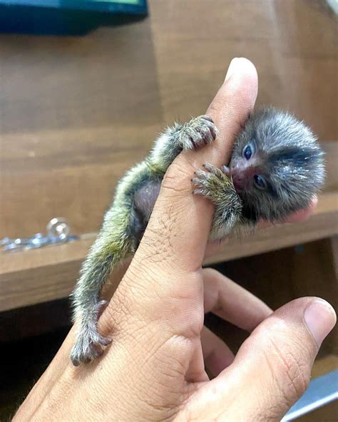 Affordable Finger Monkey For Sale 100 Adorable Primates