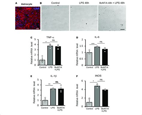 Bont A Pretreatment Does Not Affect Lps Induced Inflammatory Cytokine