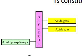 Molécules organiques les lipides Cartes Quizlet