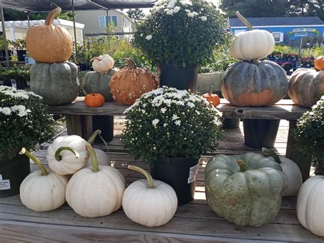 Our Plants | Inland Bays Garden Center