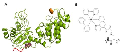 A. Structure of Phosphoglycerate kinase (3PGK): Red line represents the ...