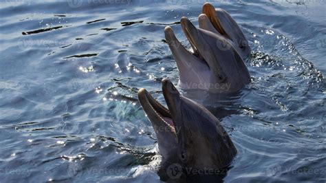 Dolphin Social Behavior Stock Photos, Images and Backgrounds for Free ...