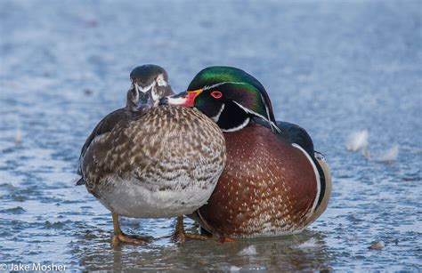 Peck on the Cheek – Jake Mosher Photography