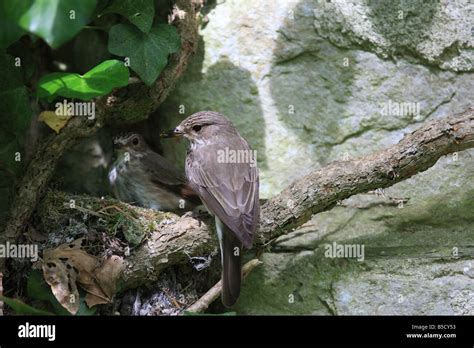 Spotted Flycatcher Nest Hi Res Stock Photography And Images Alamy