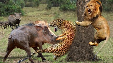 Weird Lioness Biting Leopard S Head To Rescue Warthog Warthog Vs