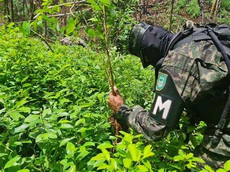 Aseguran Plantaci N De Coca Y Vivero En Patuca Proceso Digital