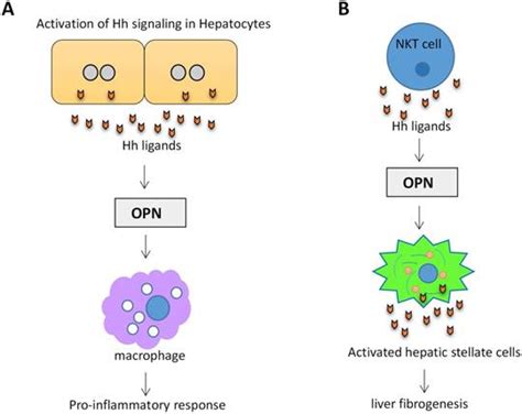 Role Of Canonical Hedgehog Signaling Pathway In Liver