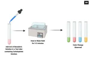 Benedicts Test Principle Reagent Preparation Procedure Result