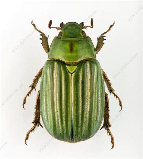 Jewel scarab beetle - Stock Image - C002/3901 - Science Photo Library