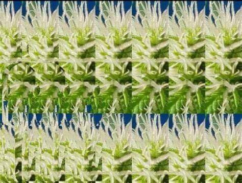 Pin By Rafael Urey On Stereograms Plants Herbs Canning