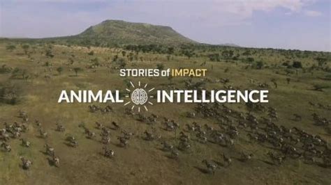 Animal Intelligence - Stories of Impact - watch free online ...