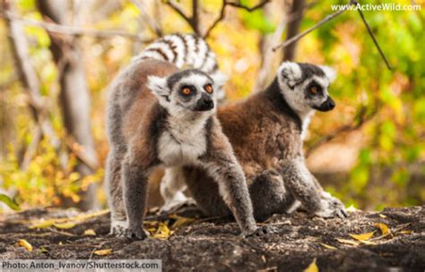 Ring Tailed Lemur Facts Pictures Information And Video Discover An Endangered Primate From