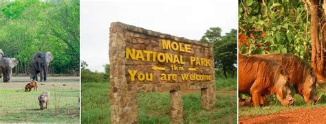 Mole National Park a great place to experience the savannah of Ghana