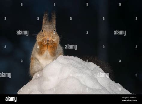 red squirrel standing behind snow Stock Photo - Alamy