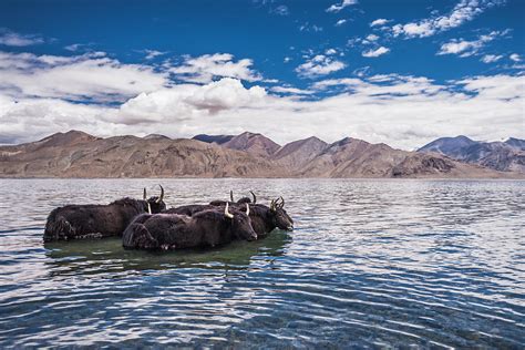 Group Of Yak Standing In The Water Photograph By Tasaphon Vongkittipong