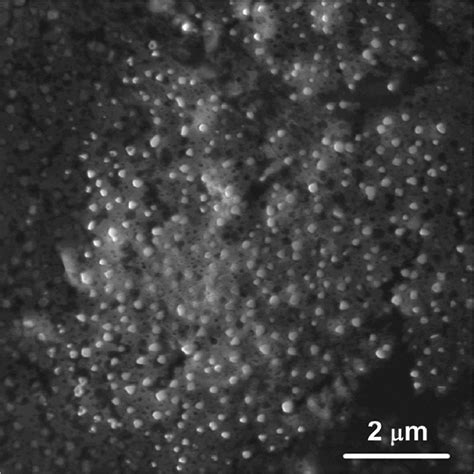 Sem Image Of γ Fe 2 O 3 Nanoparticles Coated With Oleic Acid Reprinted Download Scientific