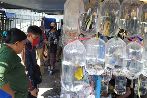 Pasar Ikan Hias Muara Bandung Diserbu Pembeli Republika Online