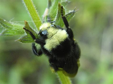 SFNature: A Native: The Yellow-faced Bumblebee