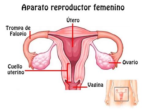 Mapas Mentales Sobre El Aparato Reproductor Femenino Cuadro Comparativo Images