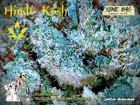 Strain Gallery Hindu Kush Sensi Seeds PIC 25112291716322121 By