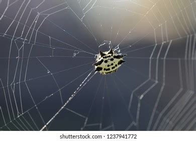 Yellow Spider Web Spiny Backed Orb Stock Photo 1237941772 | Shutterstock