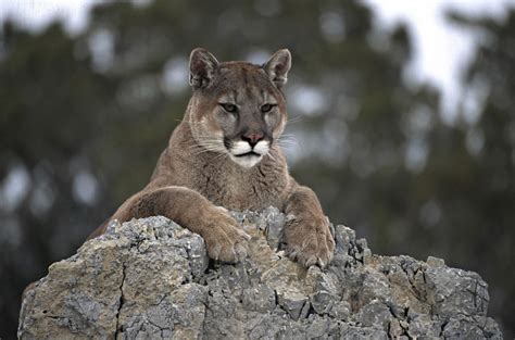 Mountain lion tears dog on leash away from owner in California